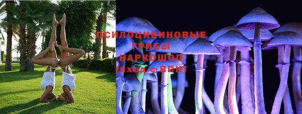 гидра Елизово